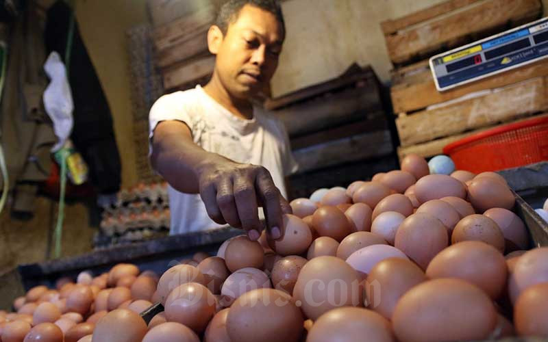 Telur Ayam Ras Jatuh Picu Deflasi September
